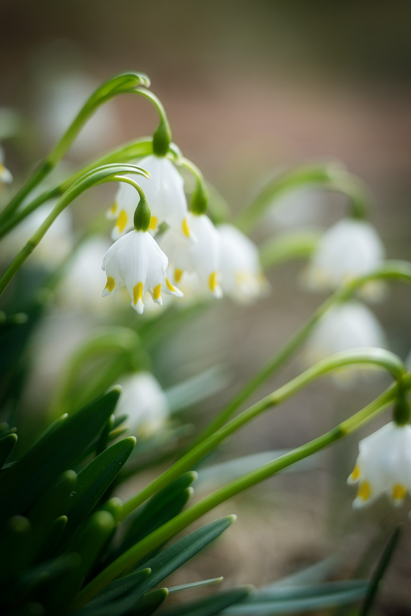Фотографы области делятся городскими снимками, отражающими переменчивую сущность апреля. Здесь в лужах отражаются постройки, снег блестит на солнце, горожане бродят по улицам, а цветы пробивают себе дорогу, несмотря на заморозки.