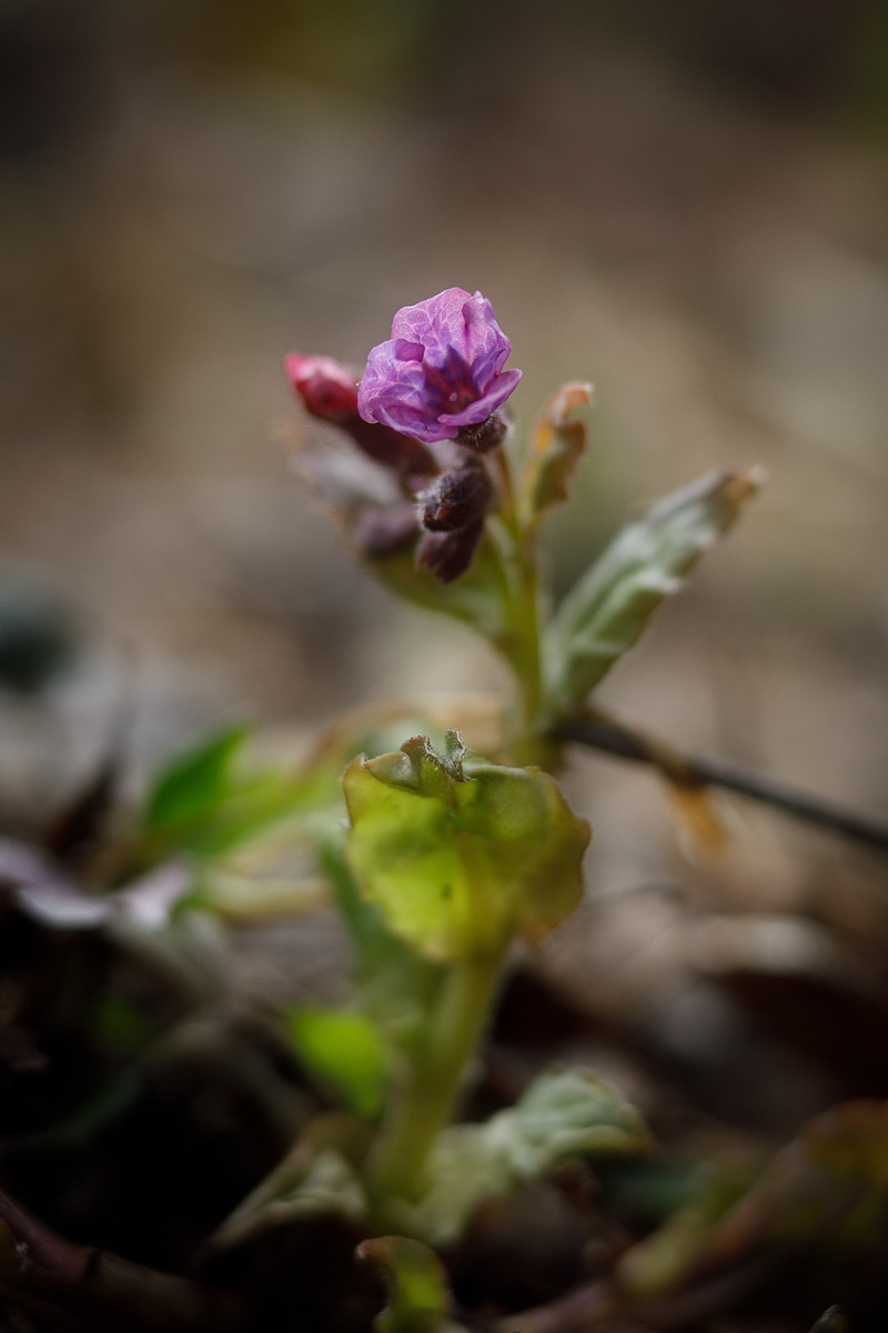 Фотографы области делятся городскими снимками, отражающими переменчивую сущность апреля. Здесь в лужах отражаются постройки, снег блестит на солнце, горожане бродят по улицам, а цветы пробивают себе дорогу, несмотря на заморозки.