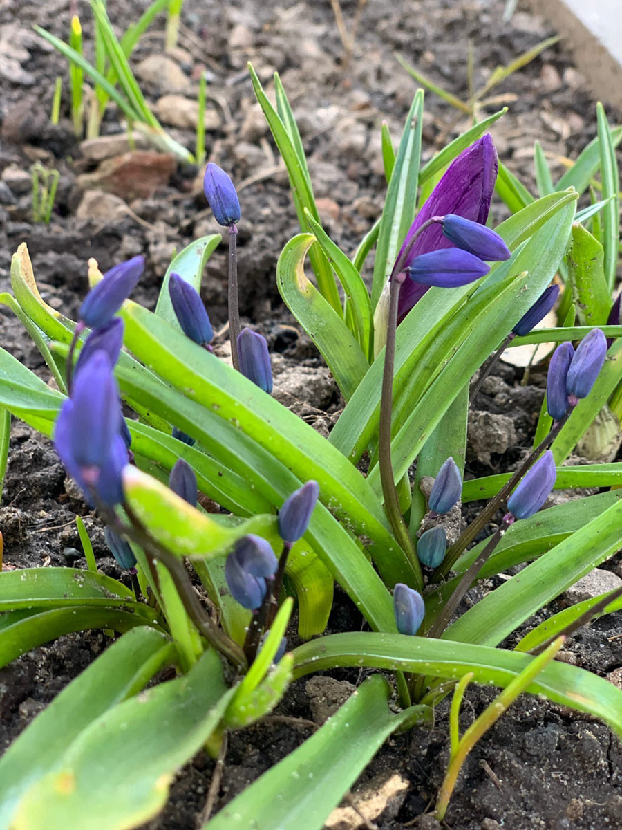 Фотографы области делятся городскими снимками, отражающими переменчивую сущность апреля. Здесь в лужах отражаются постройки, снег блестит на солнце, горожане бродят по улицам, а цветы пробивают себе дорогу, несмотря на заморозки.