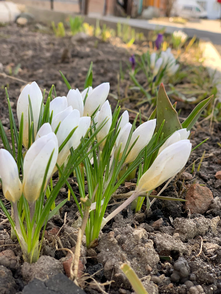 Фотографы области делятся городскими снимками, отражающими переменчивую сущность апреля. Здесь в лужах отражаются постройки, снег блестит на солнце, горожане бродят по улицам, а цветы пробивают себе дорогу, несмотря на заморозки.