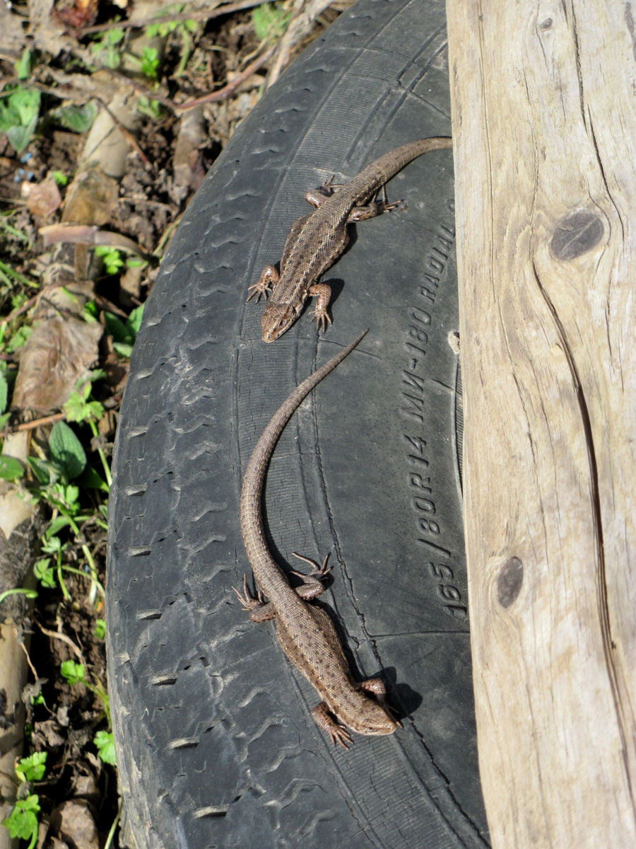 Фотографы области делятся городскими снимками, отражающими переменчивую сущность апреля. Здесь в лужах отражаются постройки, снег блестит на солнце, горожане бродят по улицам, а цветы пробивают себе дорогу, несмотря на заморозки.