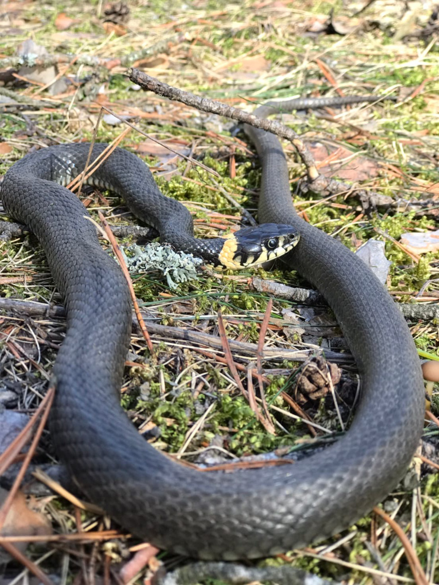 Фотографы области делятся городскими снимками, отражающими переменчивую сущность апреля. Здесь в лужах отражаются постройки, снег блестит на солнце, горожане бродят по улицам, а цветы пробивают себе дорогу, несмотря на заморозки.