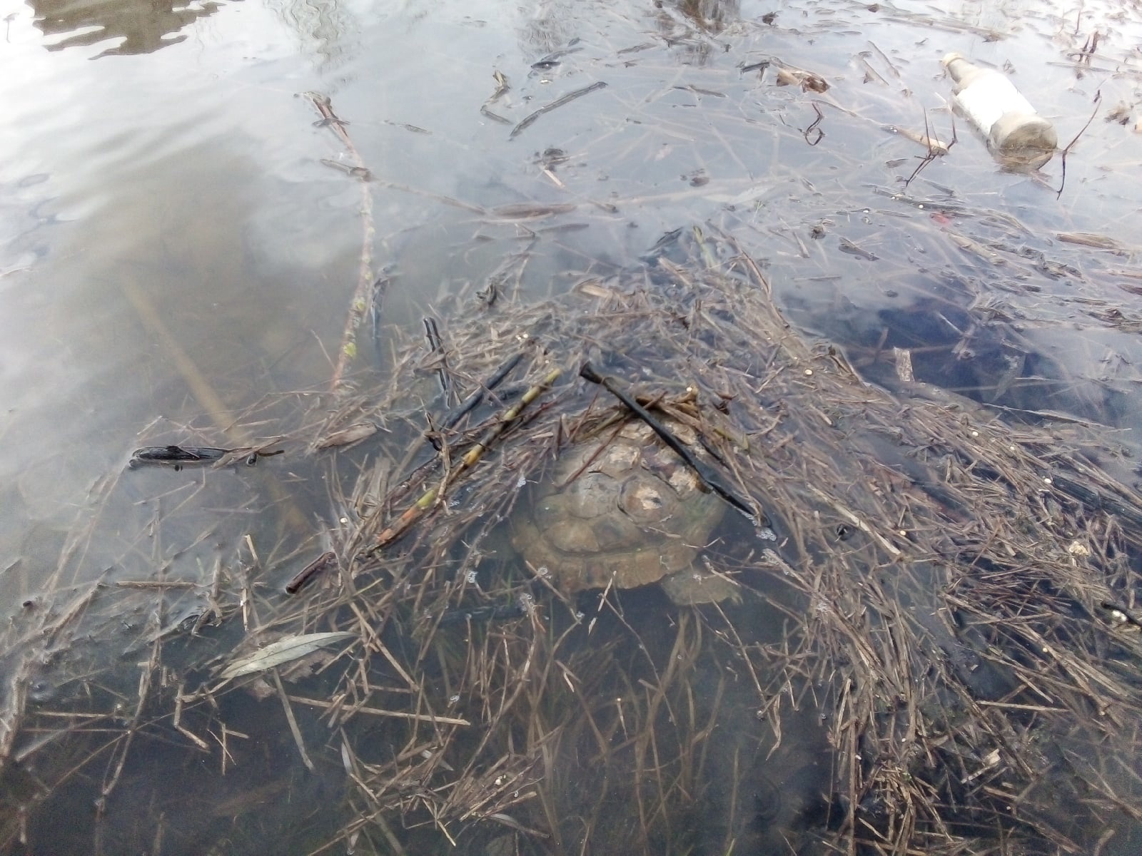 Жители Владимира все чаще стали сообщать о необычных находках в городских водоемах. На этот раз в центре внимания – большая черепаха. Откуда она взялась, и есть ли в областном центре у нее сородичи?