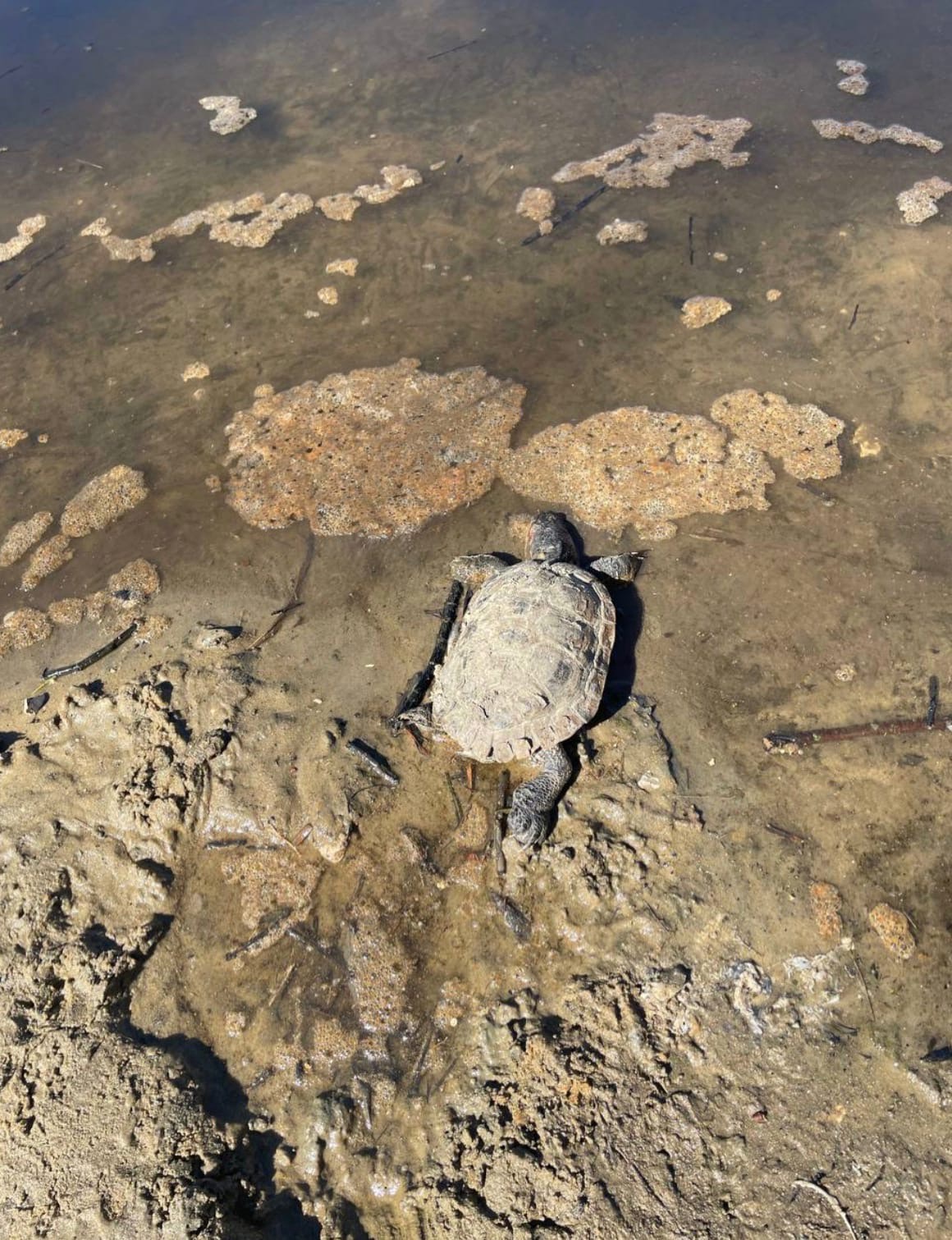 Жители Владимира все чаще стали сообщать о необычных находках в городских водоемах. На этот раз в центре внимания – большая черепаха. Откуда она взялась, и есть ли в областном центре у нее сородичи?