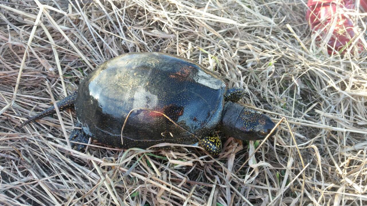 Жители Владимира все чаще стали сообщать о необычных находках в городских водоемах. На этот раз в центре внимания – большая черепаха. Откуда она взялась, и есть ли в областном центре у нее сородичи?