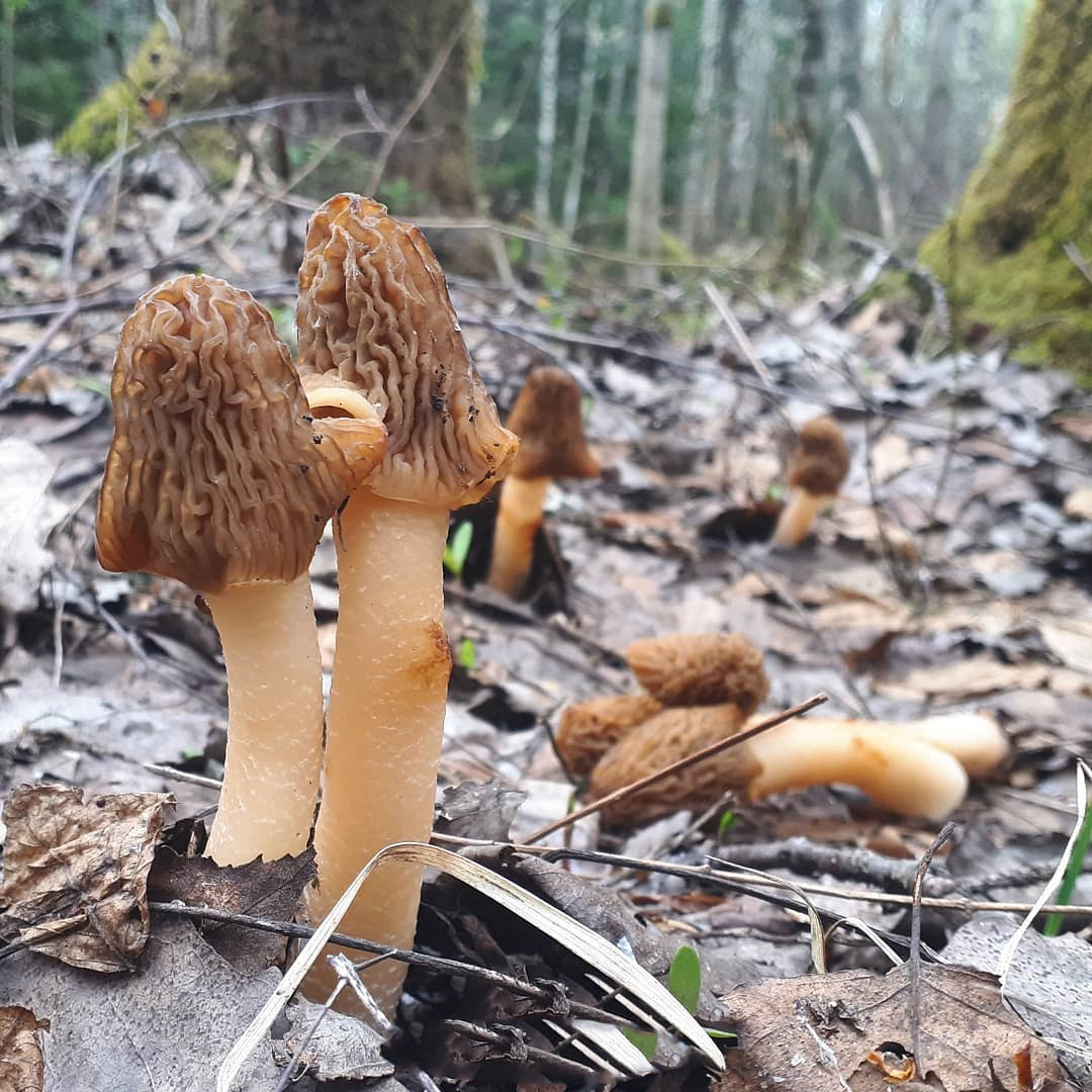 В соцсетях владимирцев периодически мелькают художественные кадры с корзинками и первой грибной добычей в них. «Ключ-Медиа» узнал у заядлого любителя тихой охоты, за какими экземплярами можно уже отправиться в ближайшие выходные! Тем более что дождей на этой неделе было предостаточно.