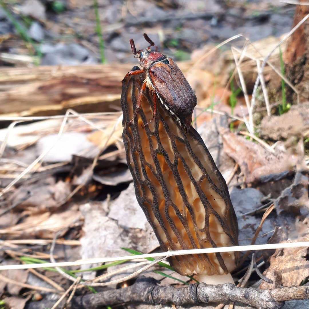 В соцсетях владимирцев периодически мелькают художественные кадры с корзинками и первой грибной добычей в них. «Ключ-Медиа» узнал у заядлого любителя тихой охоты, за какими экземплярами можно уже отправиться в ближайшие выходные! Тем более что дождей на этой неделе было предостаточно.