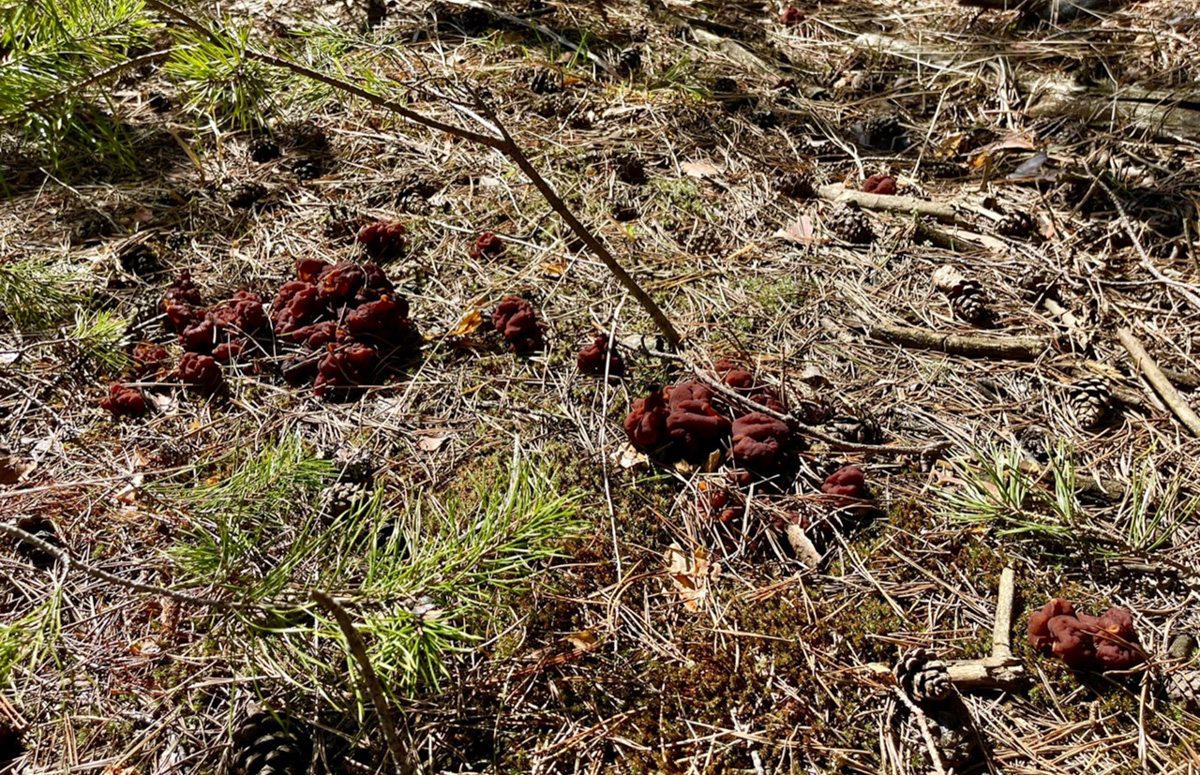 В соцсетях владимирцев периодически мелькают художественные кадры с корзинками и первой грибной добычей в них. «Ключ-Медиа» узнал у заядлого любителя тихой охоты, за какими экземплярами можно уже отправиться в ближайшие выходные! Тем более что дождей на этой неделе было предостаточно.