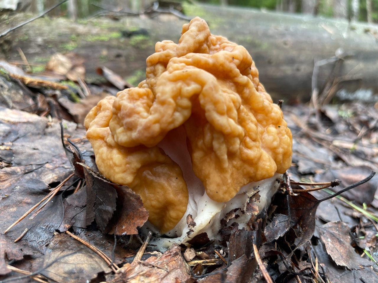 В соцсетях владимирцев периодически мелькают художественные кадры с корзинками и первой грибной добычей в них. «Ключ-Медиа» узнал у заядлого любителя тихой охоты, за какими экземплярами можно уже отправиться в ближайшие выходные! Тем более что дождей на этой неделе было предостаточно.