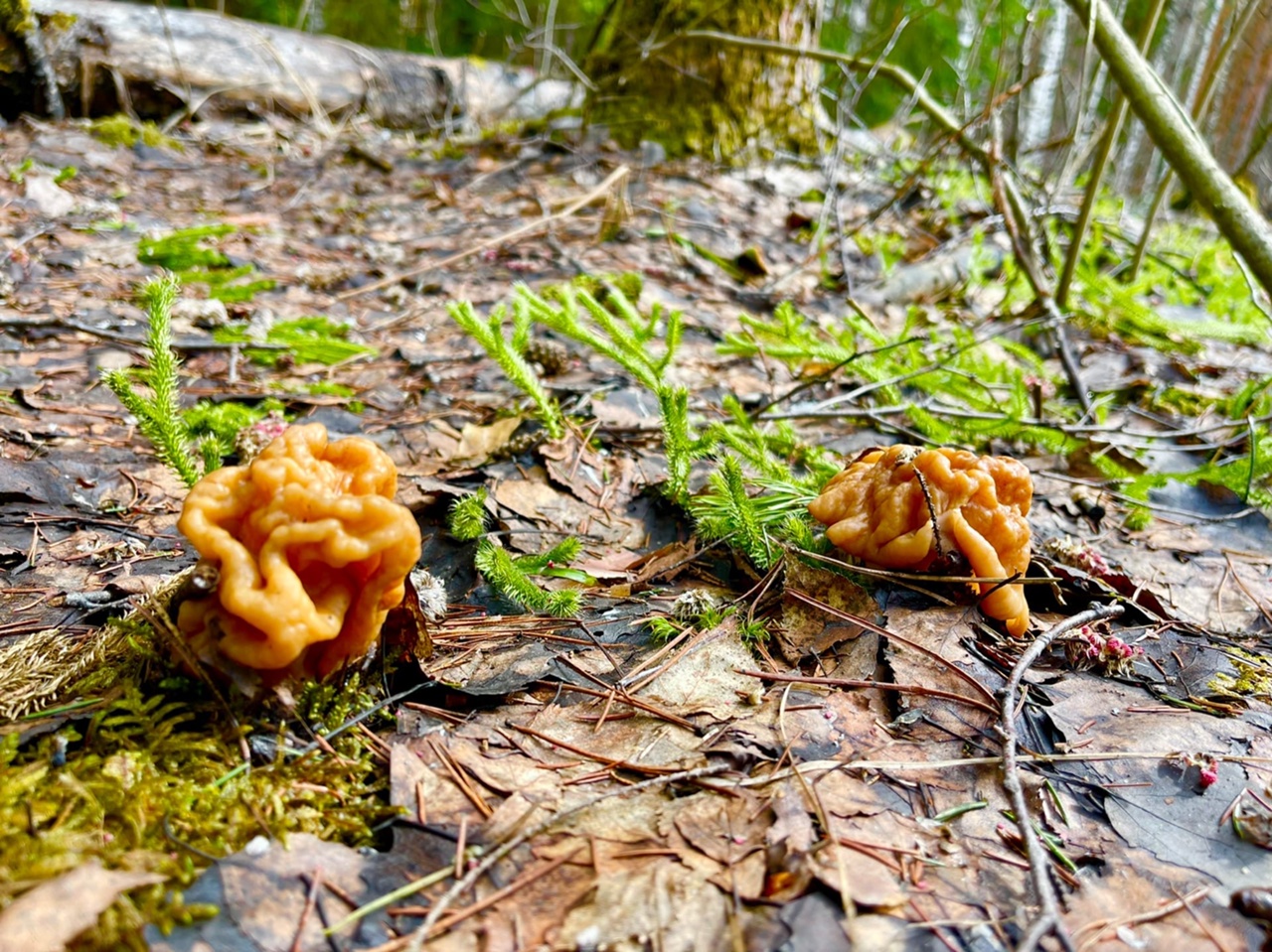 В соцсетях владимирцев периодически мелькают художественные кадры с корзинками и первой грибной добычей в них. «Ключ-Медиа» узнал у заядлого любителя тихой охоты, за какими экземплярами можно уже отправиться в ближайшие выходные! Тем более что дождей на этой неделе было предостаточно.