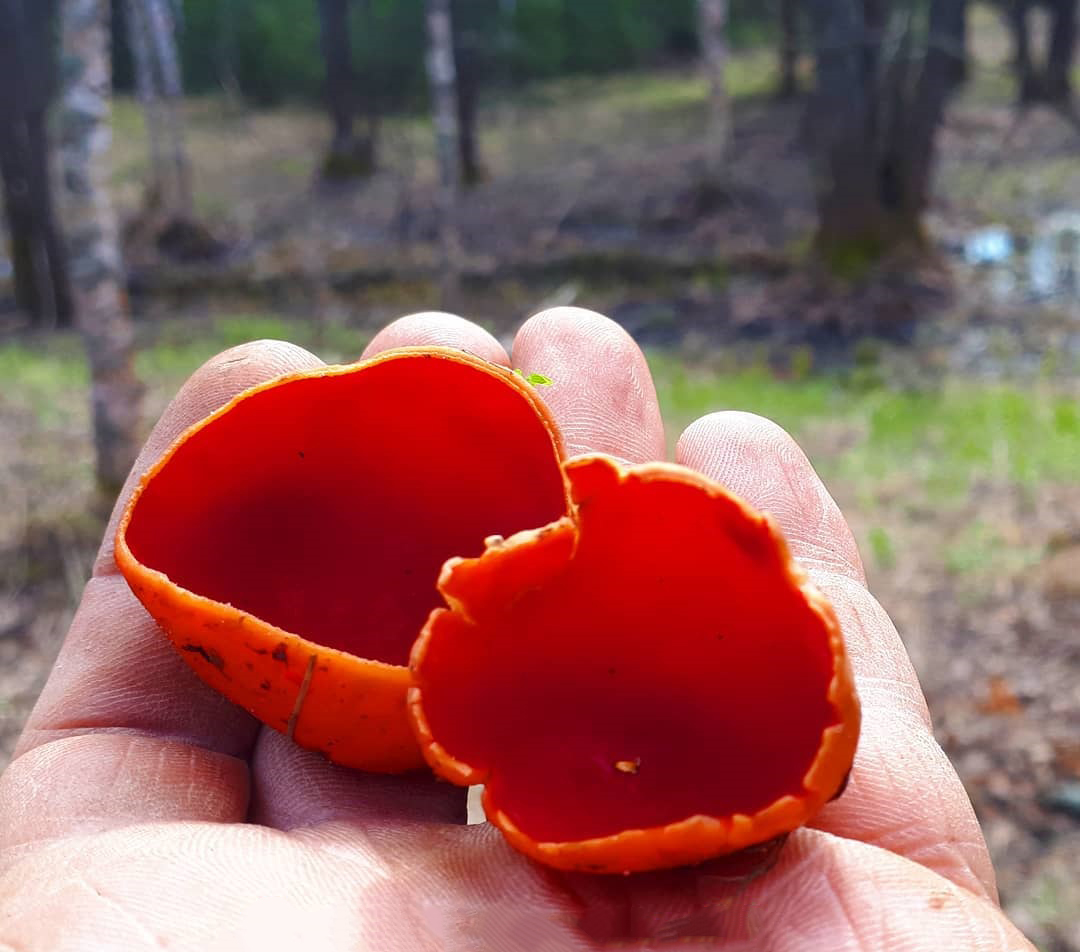 В соцсетях владимирцев периодически мелькают художественные кадры с корзинками и первой грибной добычей в них. «Ключ-Медиа» узнал у заядлого любителя тихой охоты, за какими экземплярами можно уже отправиться в ближайшие выходные! Тем более что дождей на этой неделе было предостаточно.