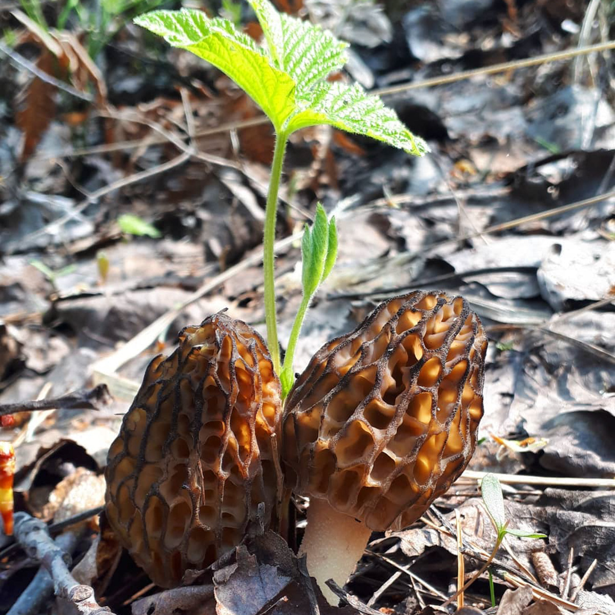 В соцсетях владимирцев периодически мелькают художественные кадры с корзинками и первой грибной добычей в них. «Ключ-Медиа» узнал у заядлого любителя тихой охоты, за какими экземплярами можно уже отправиться в ближайшие выходные! Тем более что дождей на этой неделе было предостаточно.