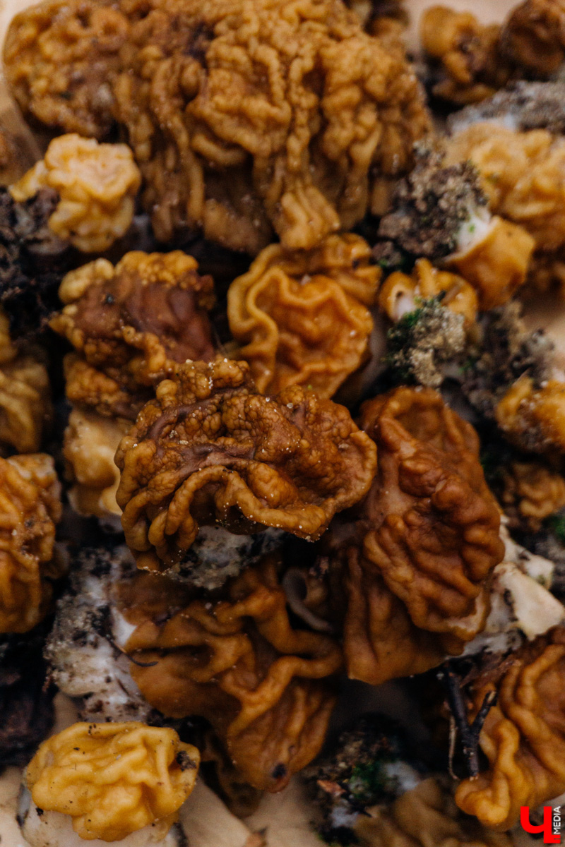 В соцсетях владимирцев периодически мелькают художественные кадры с корзинками и первой грибной добычей в них. «Ключ-Медиа» узнал у заядлого любителя тихой охоты, за какими экземплярами можно уже отправиться в ближайшие выходные! Тем более что дождей на этой неделе было предостаточно.