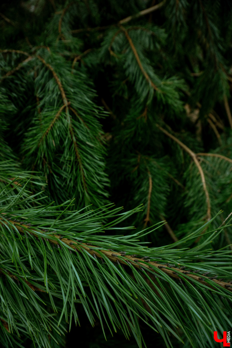 В соцсетях владимирцев периодически мелькают художественные кадры с корзинками и первой грибной добычей в них. «Ключ-Медиа» узнал у заядлого любителя тихой охоты, за какими экземплярами можно уже отправиться в ближайшие выходные! Тем более что дождей на этой неделе было предостаточно.