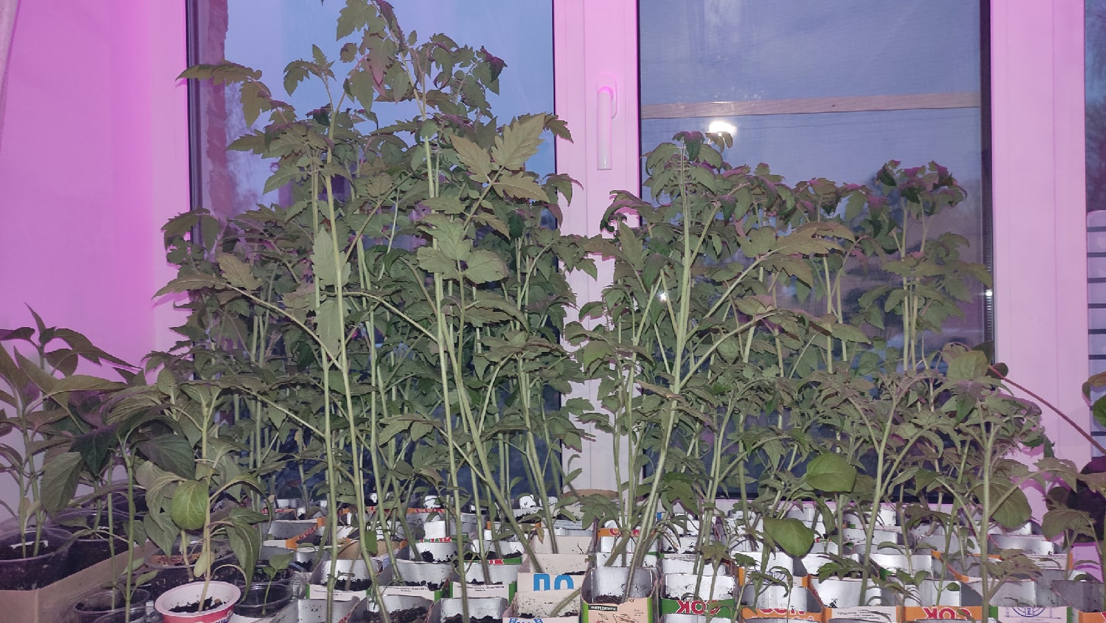 С приходом весны фиолетовые окна можно заметить почти в каждом многоэтажном доме. Кто их зажигает, а главное — зачем? «Ключ-Медиа» раскрывает все карты.