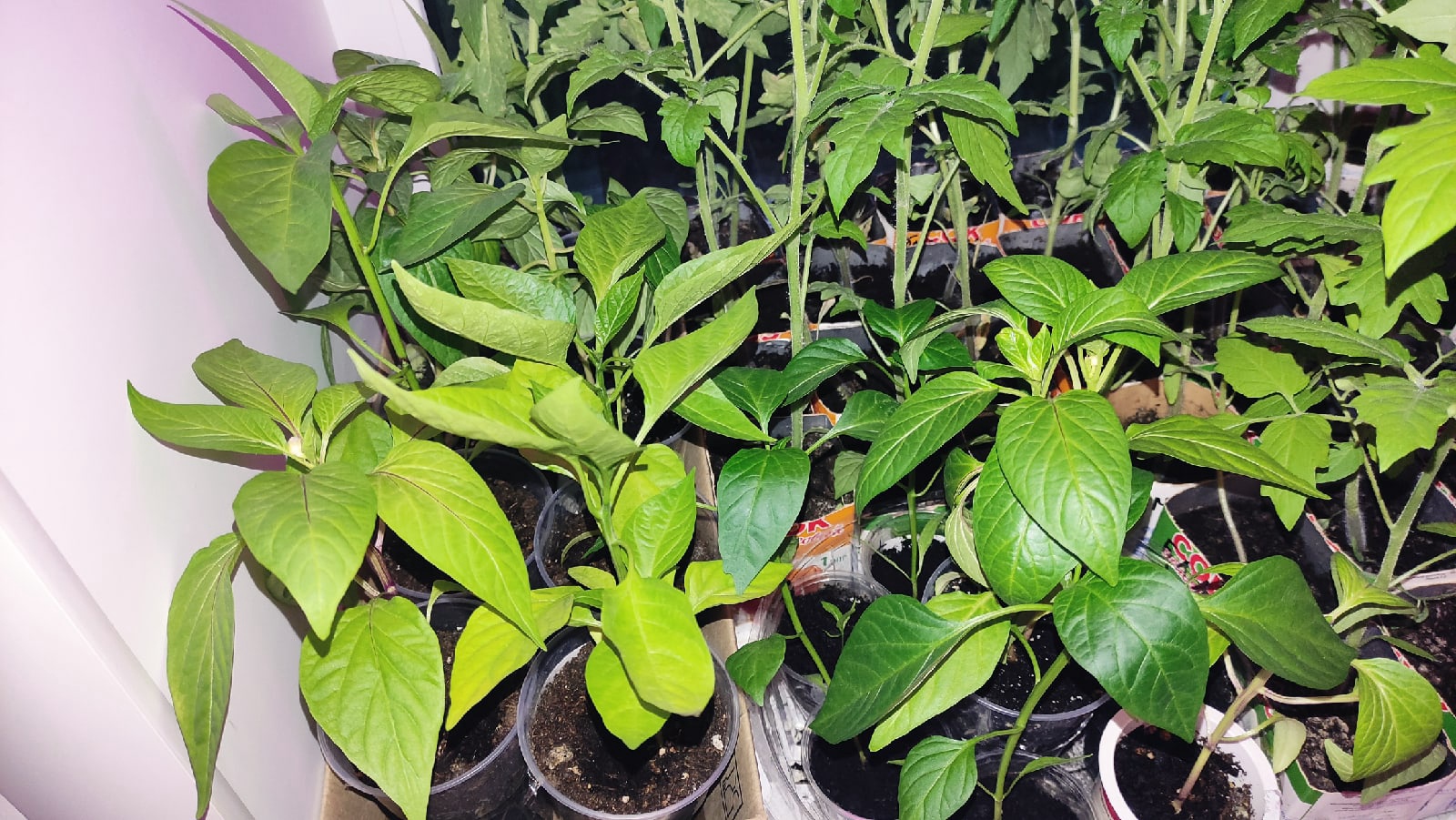 С приходом весны фиолетовые окна можно заметить почти в каждом многоэтажном доме. Кто их зажигает, а главное — зачем? «Ключ-Медиа» раскрывает все карты.