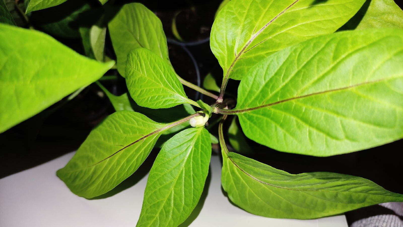 С приходом весны фиолетовые окна можно заметить почти в каждом многоэтажном доме. Кто их зажигает, а главное — зачем? «Ключ-Медиа» раскрывает все карты.