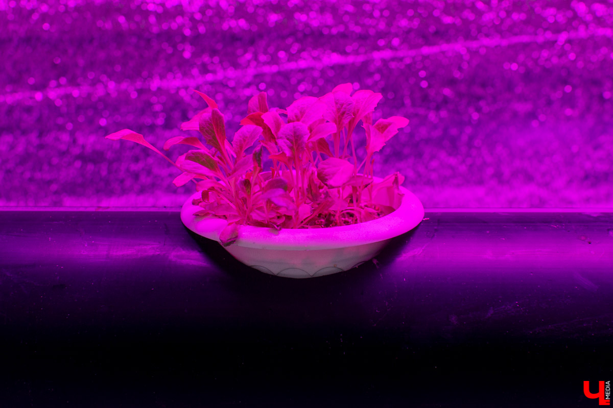 С приходом весны фиолетовые окна можно заметить почти в каждом многоэтажном доме. Кто их зажигает, а главное — зачем? «Ключ-Медиа» раскрывает все карты.