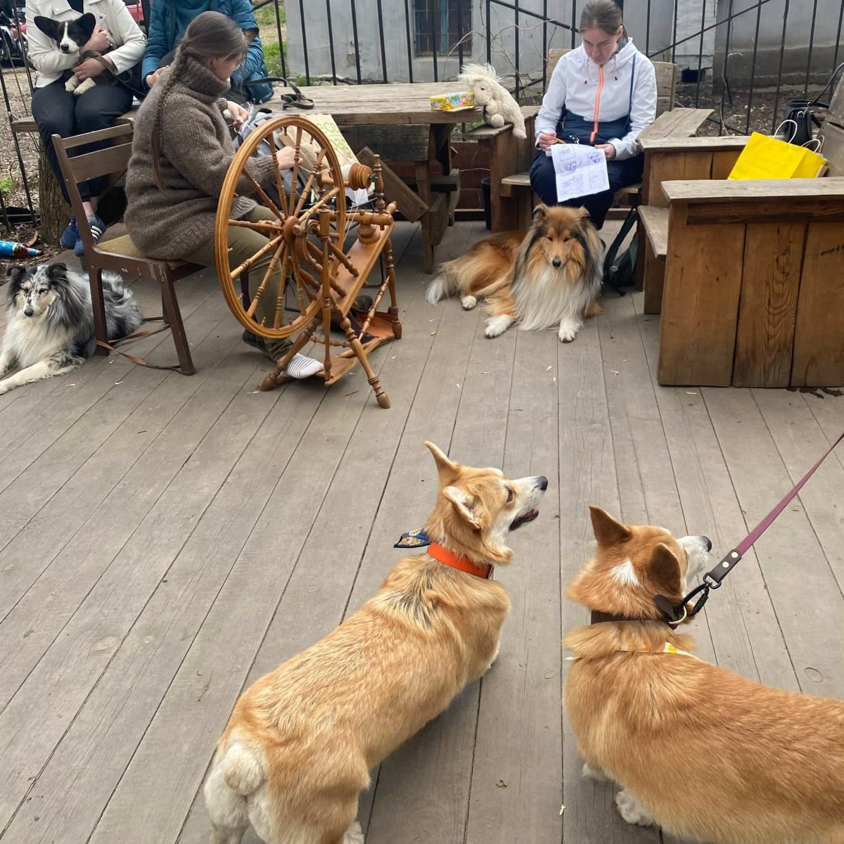 Какой была первая догсвоп-пати во Владимире, как изменится проект после дебюта? Рассказывает организатор Татьяна Ванькина