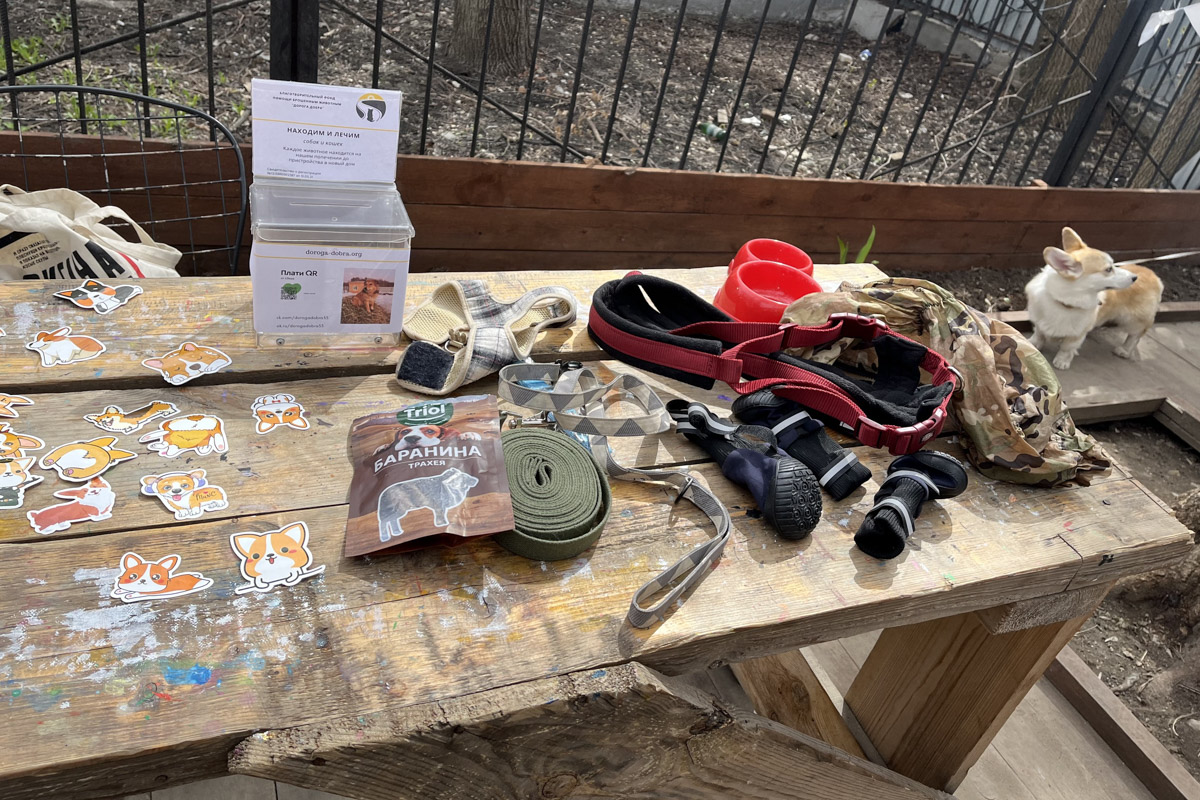 Какой была первая догсвоп-пати во Владимире, как изменится проект после дебюта? Рассказывает организатор Татьяна Ванькина