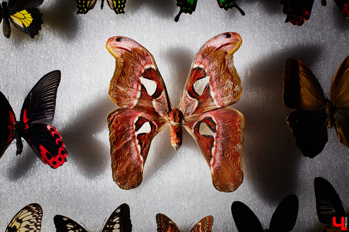 Юлия Титова с детства любит насекомых, но работает инженером. Необычное хобби позволяет ей просто отдыхать душой. Свою энтомологическую коллекцию девушка собирает уже 4 года, а этим летом мечтает заполучить совершенно новые и эксклюзивные виды крылатых красавиц.