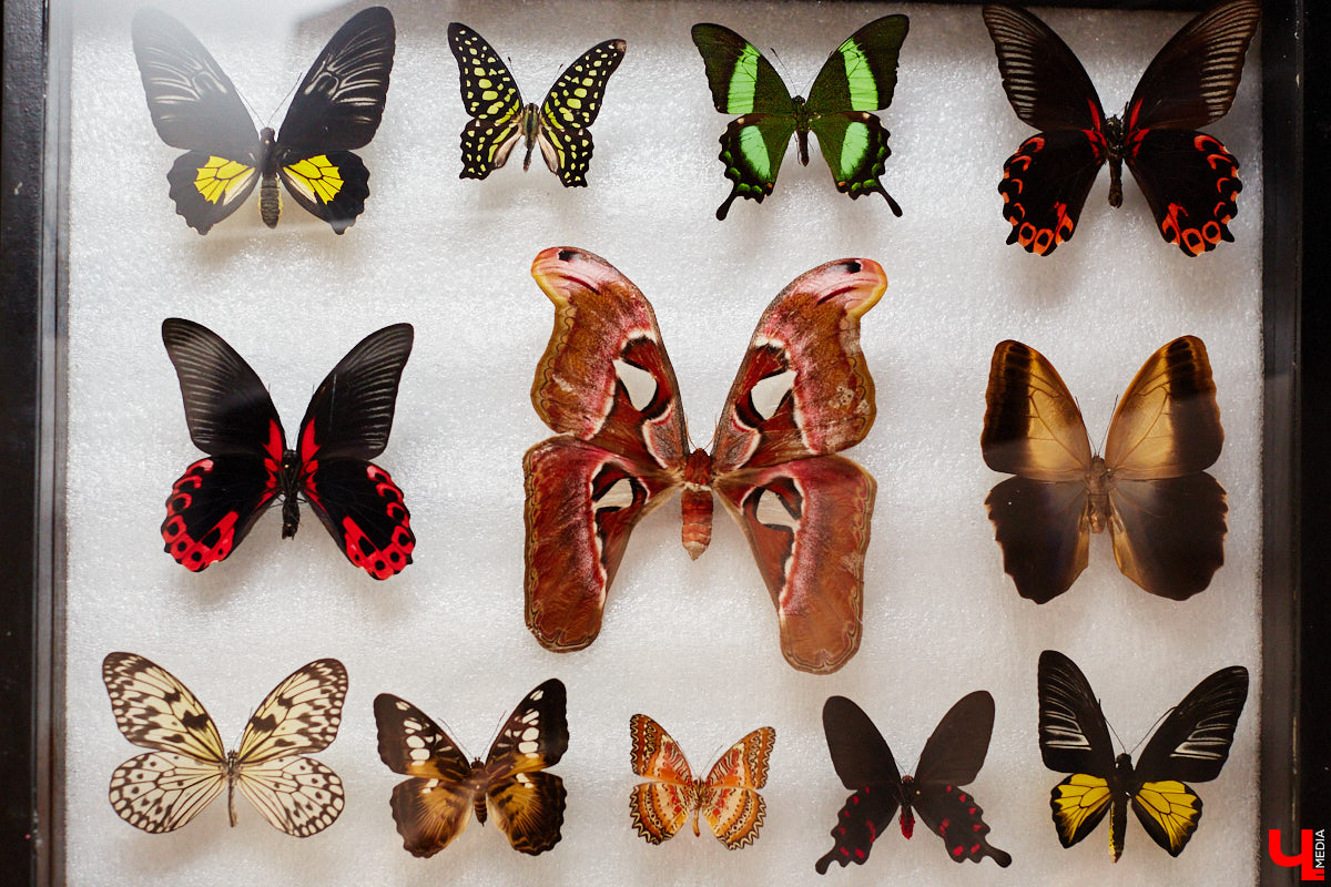 Юлия Титова с детства любит насекомых, но работает инженером. Необычное хобби позволяет ей просто отдыхать душой. Свою энтомологическую коллекцию девушка собирает уже 4 года, а этим летом мечтает заполучить совершенно новые и эксклюзивные виды крылатых красавиц.