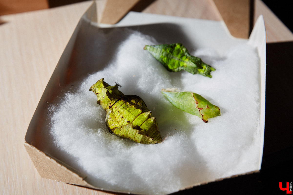 Юлия Титова с детства любит насекомых, но работает инженером. Необычное хобби позволяет ей просто отдыхать душой. Свою энтомологическую коллекцию девушка собирает уже 4 года, а этим летом мечтает заполучить совершенно новые и эксклюзивные виды крылатых красавиц.