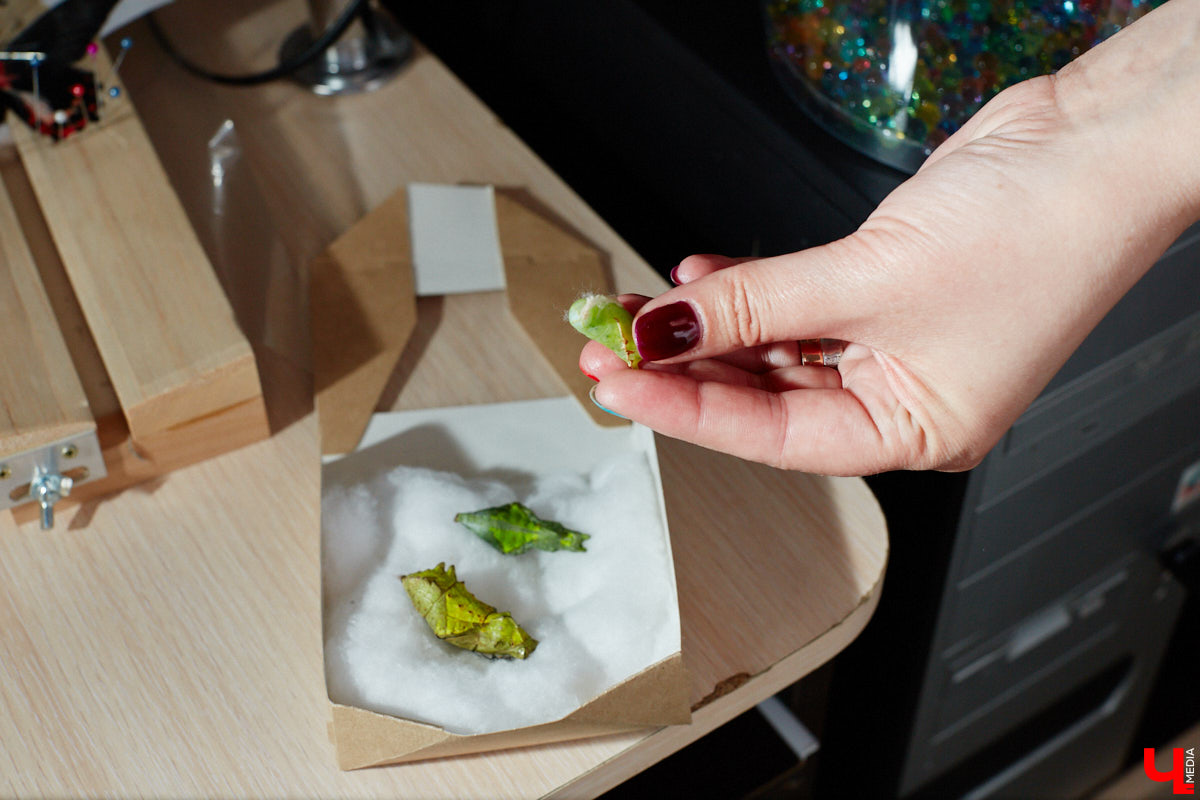 Юлия Титова с детства любит насекомых, но работает инженером. Необычное хобби позволяет ей просто отдыхать душой. Свою энтомологическую коллекцию девушка собирает уже 4 года, а этим летом мечтает заполучить совершенно новые и эксклюзивные виды крылатых красавиц.