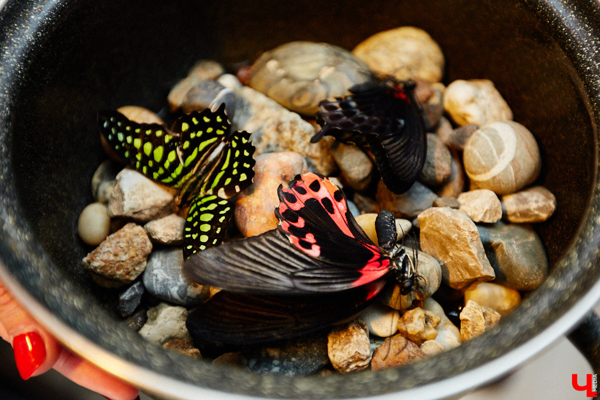 Юлия Титова с детства любит насекомых, но работает инженером. Необычное хобби позволяет ей просто отдыхать душой. Свою энтомологическую коллекцию девушка собирает уже 4 года, а этим летом мечтает заполучить совершенно новые и эксклюзивные виды крылатых красавиц.