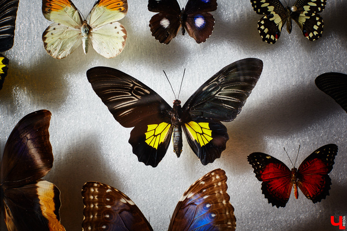 Юлия Титова с детства любит насекомых, но работает инженером. Необычное хобби позволяет ей просто отдыхать душой. Свою энтомологическую коллекцию девушка собирает уже 4 года, а этим летом мечтает заполучить совершенно новые и эксклюзивные виды крылатых красавиц.