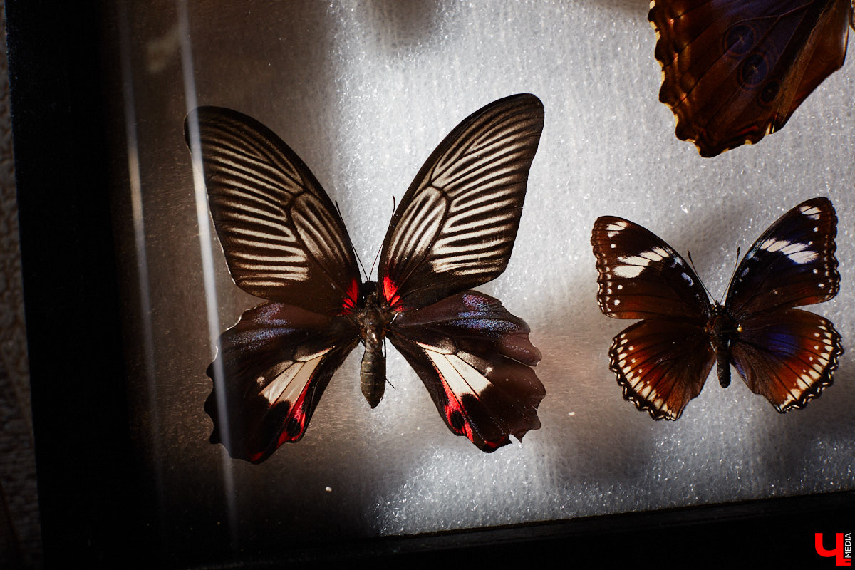 Юлия Титова с детства любит насекомых, но работает инженером. Необычное хобби позволяет ей просто отдыхать душой. Свою энтомологическую коллекцию девушка собирает уже 4 года, а этим летом мечтает заполучить совершенно новые и эксклюзивные виды крылатых красавиц.