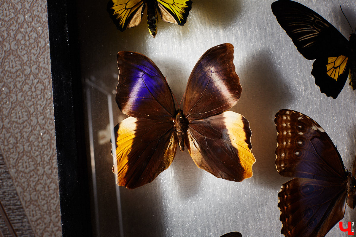 Юлия Титова с детства любит насекомых, но работает инженером. Необычное хобби позволяет ей просто отдыхать душой. Свою энтомологическую коллекцию девушка собирает уже 4 года, а этим летом мечтает заполучить совершенно новые и эксклюзивные виды крылатых красавиц.