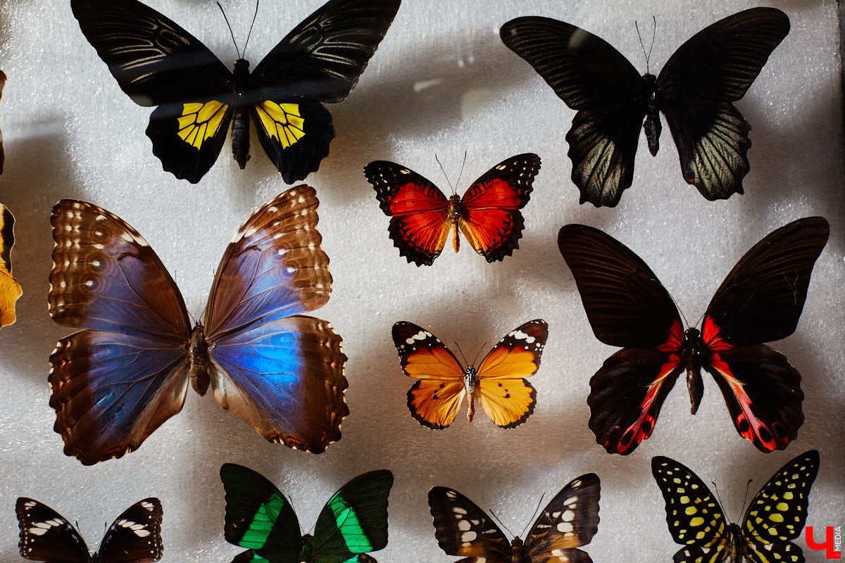 Юлия Титова с детства любит насекомых, но работает инженером. Необычное хобби позволяет ей просто отдыхать душой. Свою энтомологическую коллекцию девушка собирает уже 4 года, а этим летом мечтает заполучить совершенно новые и эксклюзивные виды крылатых красавиц.