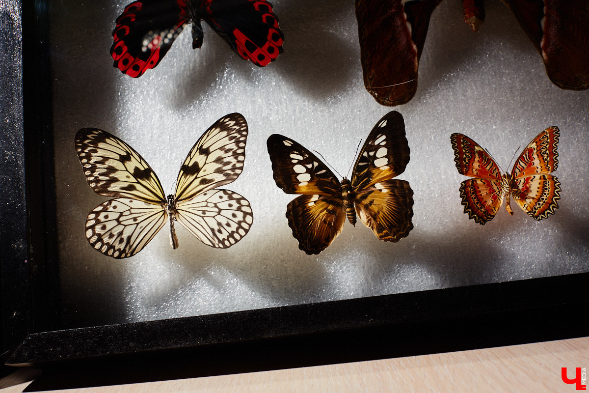 Юлия Титова с детства любит насекомых, но работает инженером. Необычное хобби позволяет ей просто отдыхать душой. Свою энтомологическую коллекцию девушка собирает уже 4 года, а этим летом мечтает заполучить совершенно новые и эксклюзивные виды крылатых красавиц.