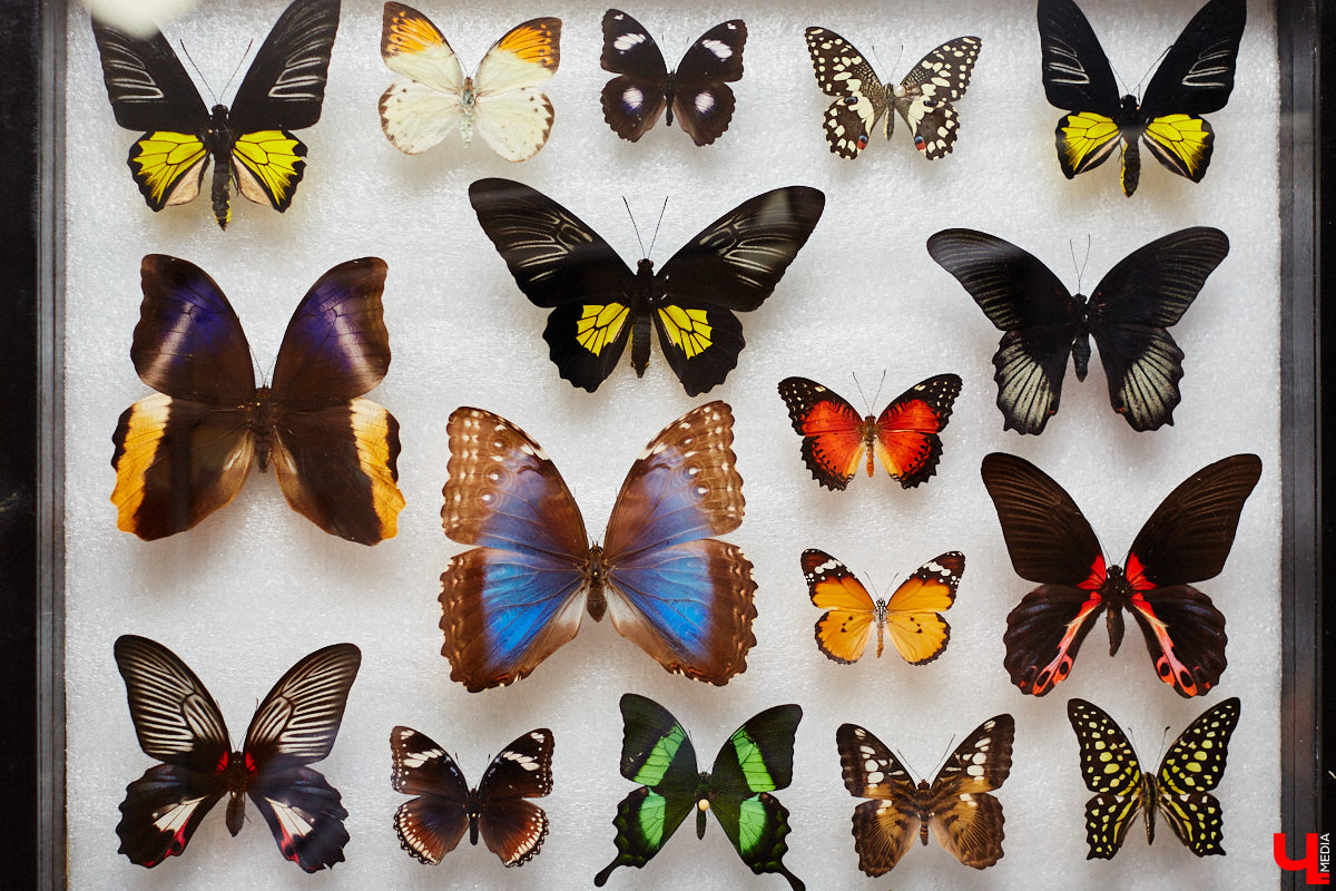 Юлия Титова с детства любит насекомых, но работает инженером. Необычное хобби позволяет ей просто отдыхать душой. Свою энтомологическую коллекцию девушка собирает уже 4 года, а этим летом мечтает заполучить совершенно новые и эксклюзивные виды крылатых красавиц.