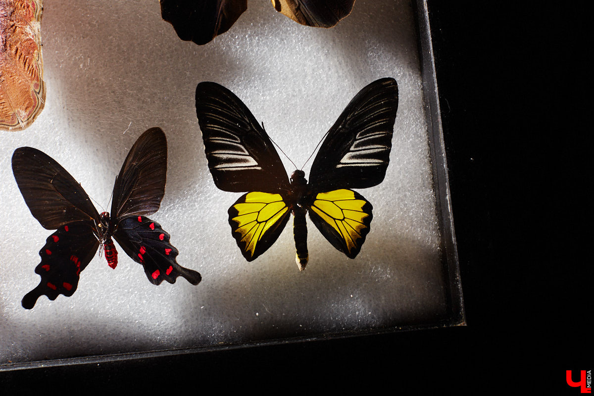 Юлия Титова с детства любит насекомых, но работает инженером. Необычное хобби позволяет ей просто отдыхать душой. Свою энтомологическую коллекцию девушка собирает уже 4 года, а этим летом мечтает заполучить совершенно новые и эксклюзивные виды крылатых красавиц.