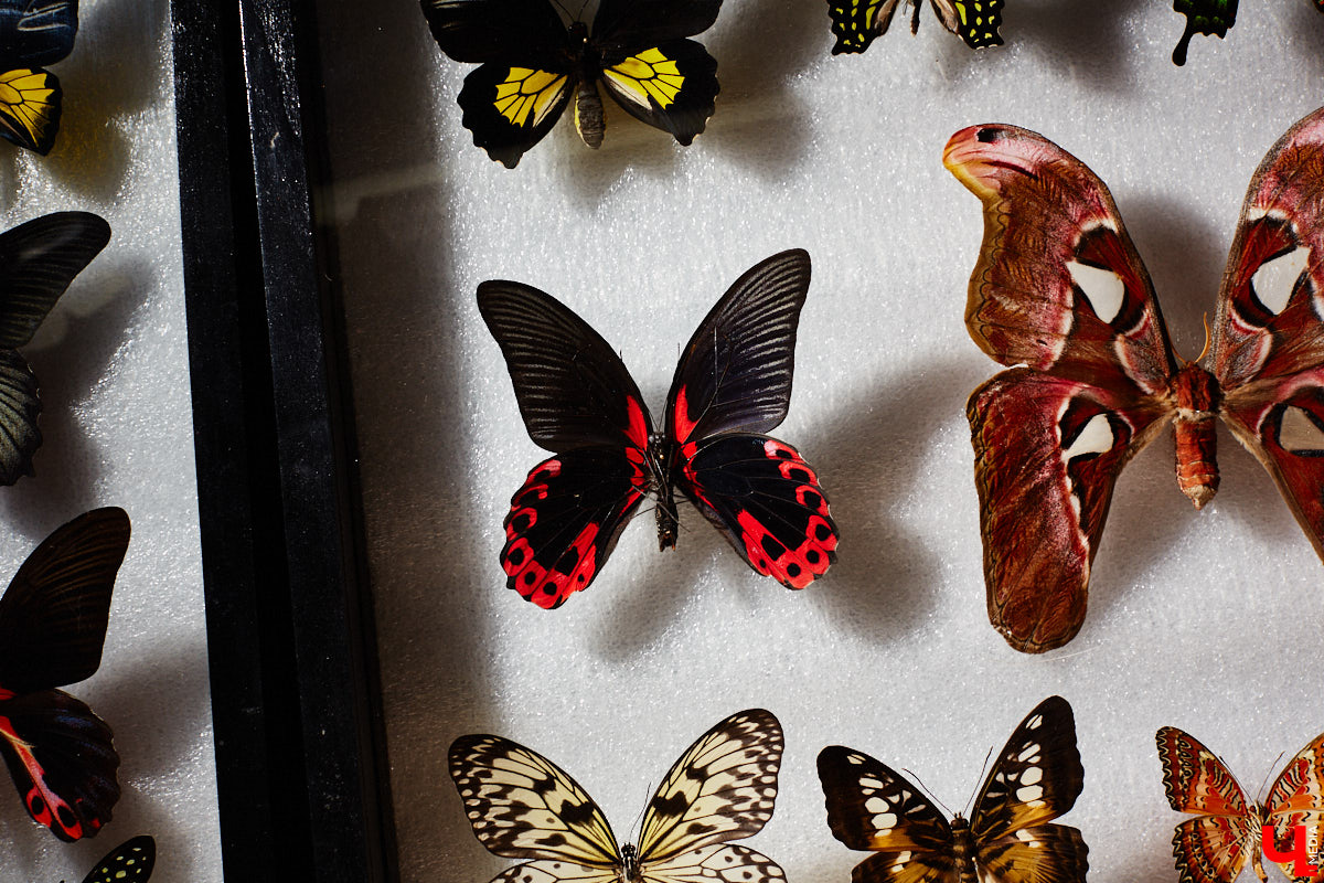 Юлия Титова с детства любит насекомых, но работает инженером. Необычное хобби позволяет ей просто отдыхать душой. Свою энтомологическую коллекцию девушка собирает уже 4 года, а этим летом мечтает заполучить совершенно новые и эксклюзивные виды крылатых красавиц.