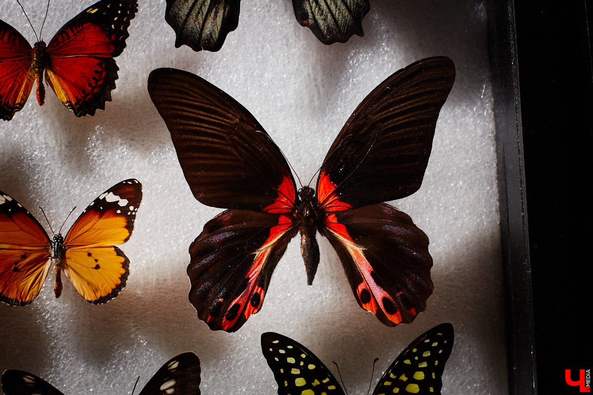 Юлия Титова с детства любит насекомых, но работает инженером. Необычное хобби позволяет ей просто отдыхать душой. Свою энтомологическую коллекцию девушка собирает уже 4 года, а этим летом мечтает заполучить совершенно новые и эксклюзивные виды крылатых красавиц.