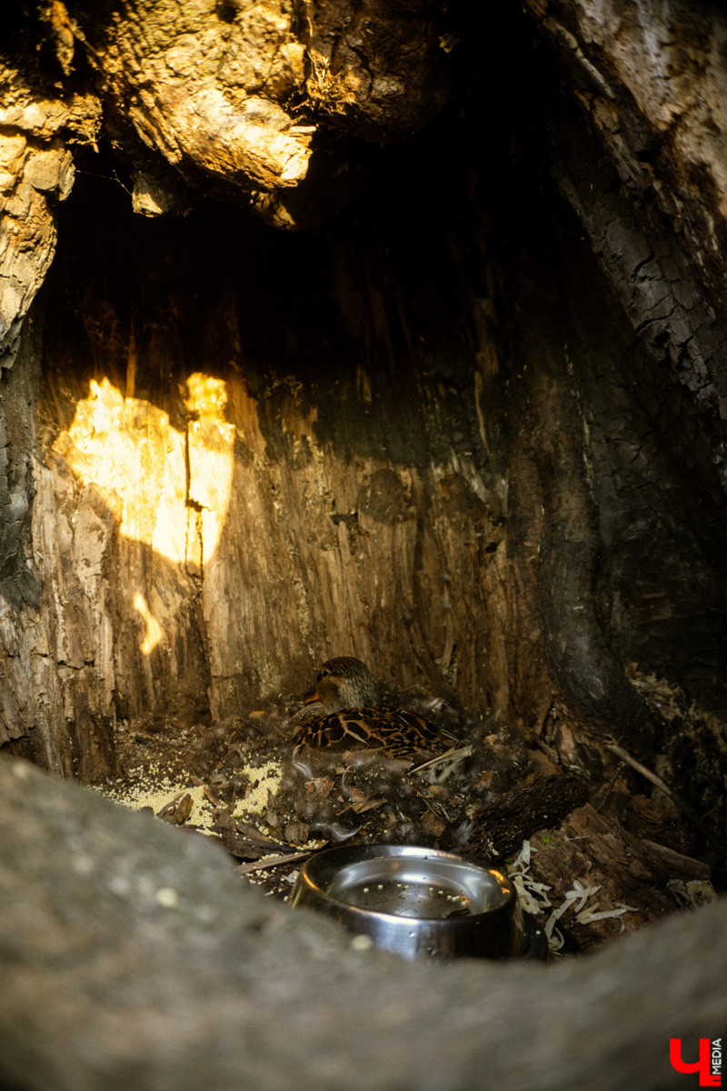 Шестого мая городские «Подслушано» стали публиковать фотографии: в дупле дерева одной из центральных и самых шумных локаций города, то есть парка Пушкина, поселилась утка. Прохожие активно интересуются представительницей дикой природы, хотя делать этого не стоит.