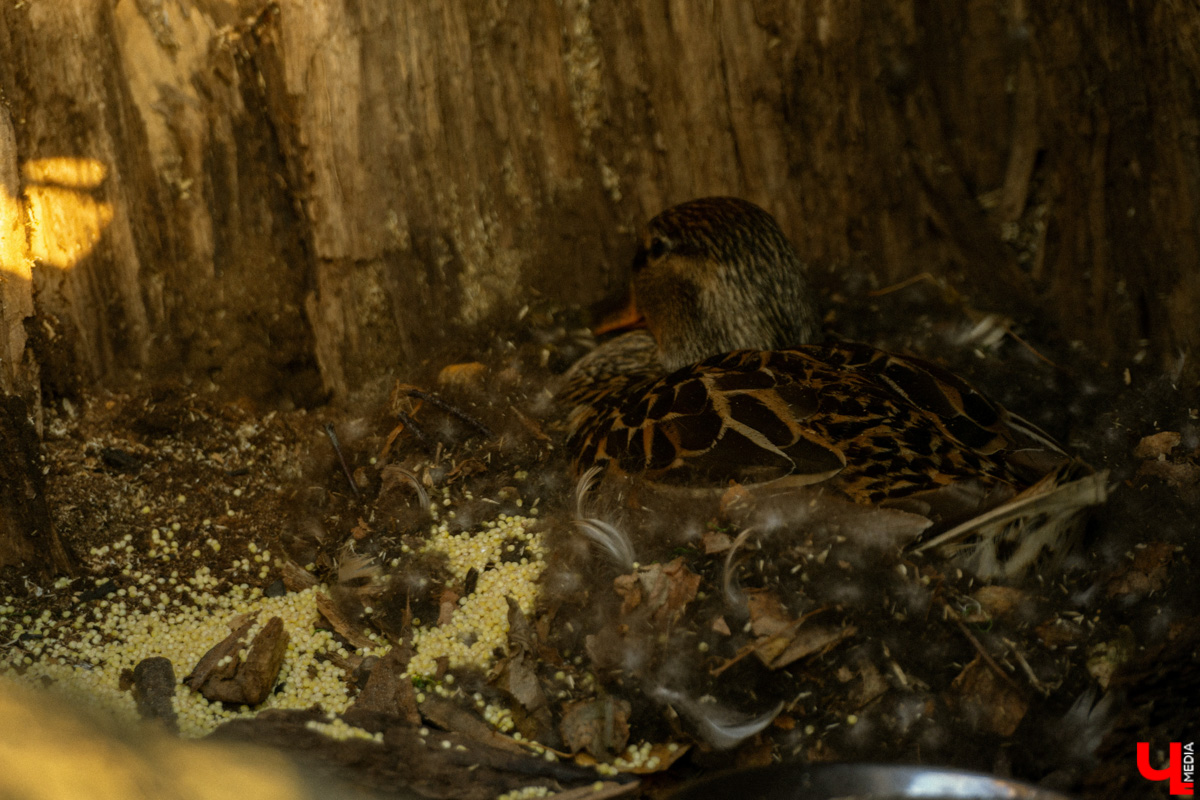 Шестого мая городские «Подслушано» стали публиковать фотографии: в дупле дерева одной из центральных и самых шумных локаций города, то есть парка Пушкина, поселилась утка. Прохожие активно интересуются представительницей дикой природы, хотя делать этого не стоит.