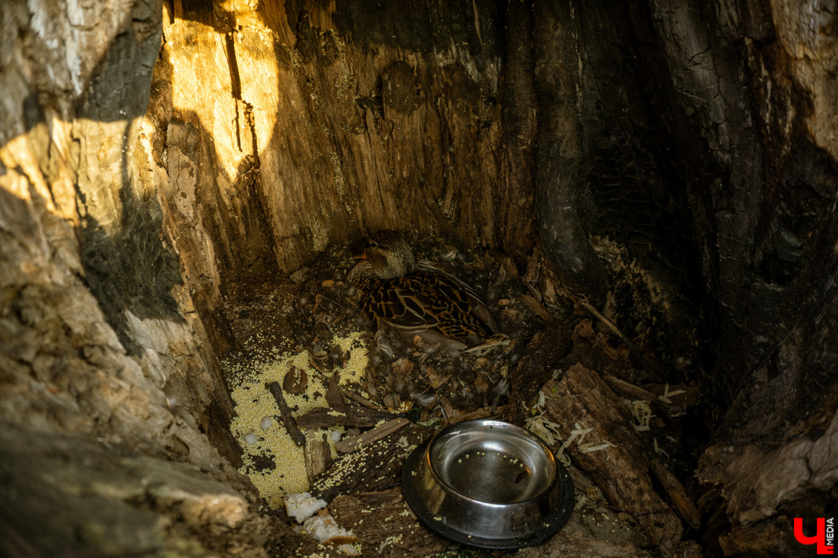 Шестого мая городские «Подслушано» стали публиковать фотографии: в дупле дерева одной из центральных и самых шумных локаций города, то есть парка Пушкина, поселилась утка. Прохожие активно интересуются представительницей дикой природы, хотя делать этого не стоит.