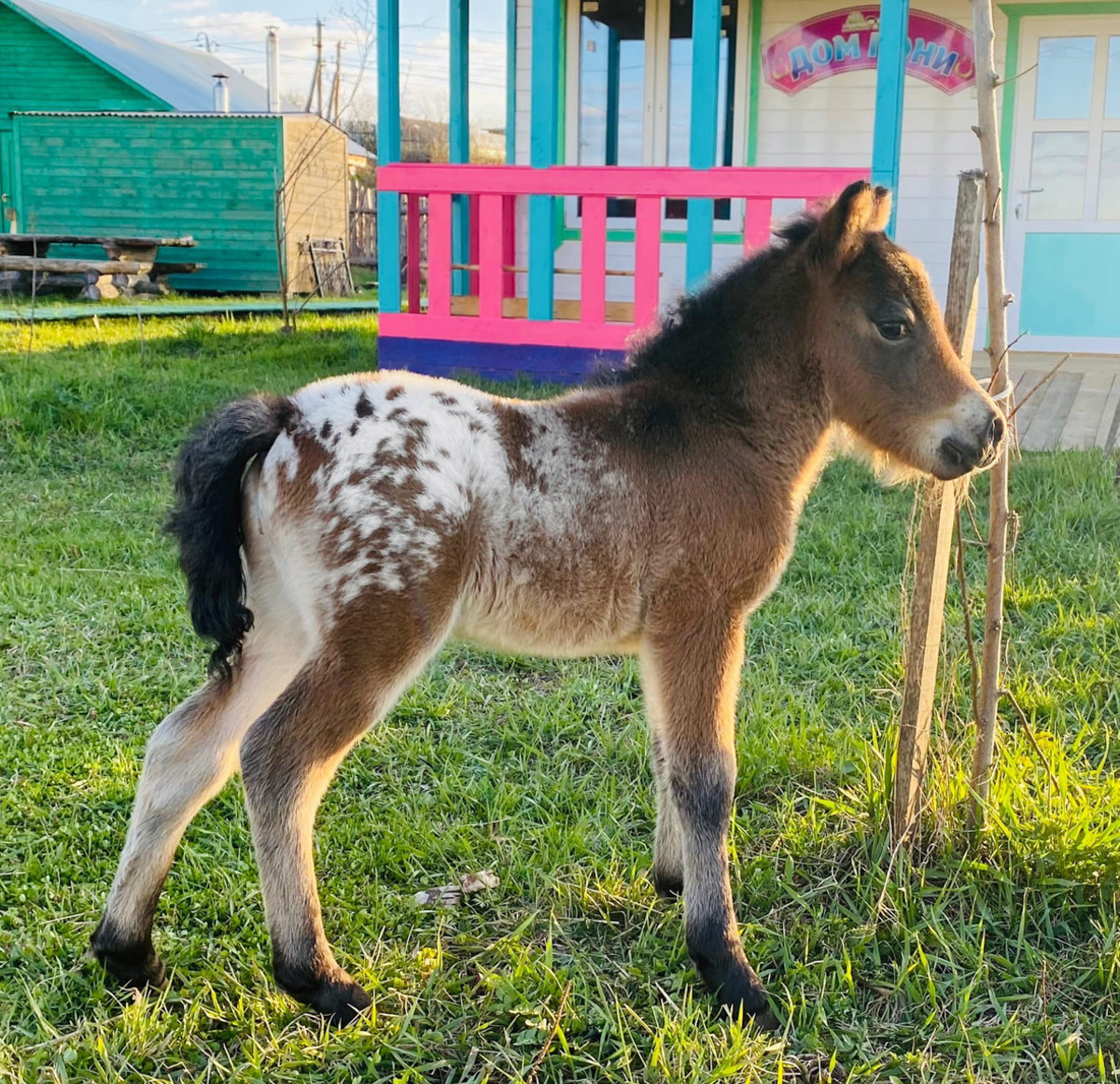 Шестого мая городские «Подслушано» стали публиковать фотографии: в дупле дерева одной из центральных и самых шумных локаций города, то есть парка Пушкина, поселилась утка. Прохожие активно интересуются представительницей дикой природы, хотя делать этого не стоит.