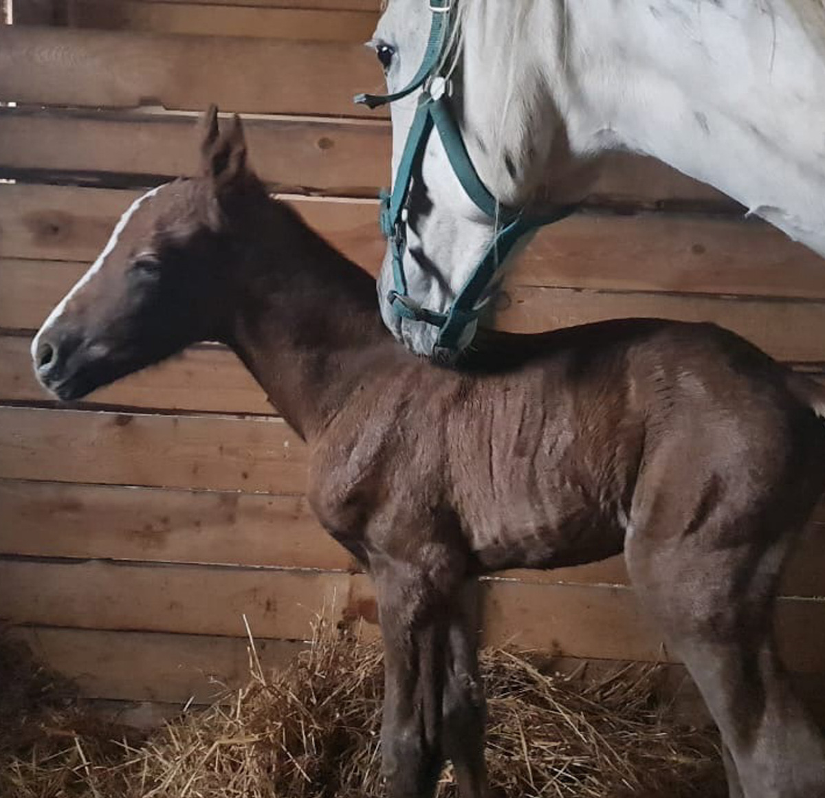 Шестого мая городские «Подслушано» стали публиковать фотографии: в дупле дерева одной из центральных и самых шумных локаций города, то есть парка Пушкина, поселилась утка. Прохожие активно интересуются представительницей дикой природы, хотя делать этого не стоит.