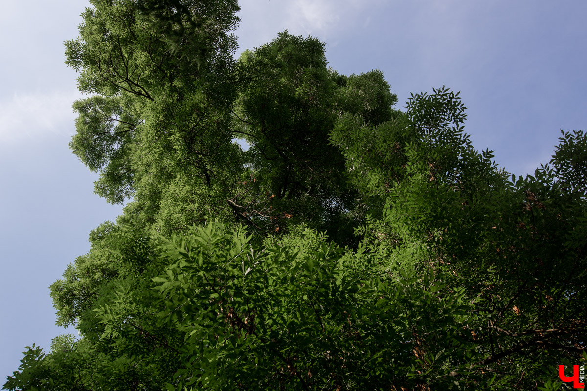 Есть в нашем городе один претендент на победу, который попросить у подписчиков поддержки не может, потому что вместо рук у него… ветки. Помогите “Пушкинскому дубу” стать национальным символом!