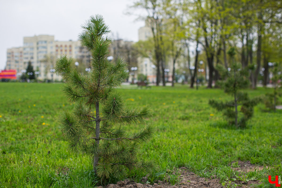 В «Патриотическом сквере» во Владимире, который открылся еще прошлым летом, начался третий этап благоустройства. Показываем, что там уже сделали, и рассказываем, что сделать только планируют.