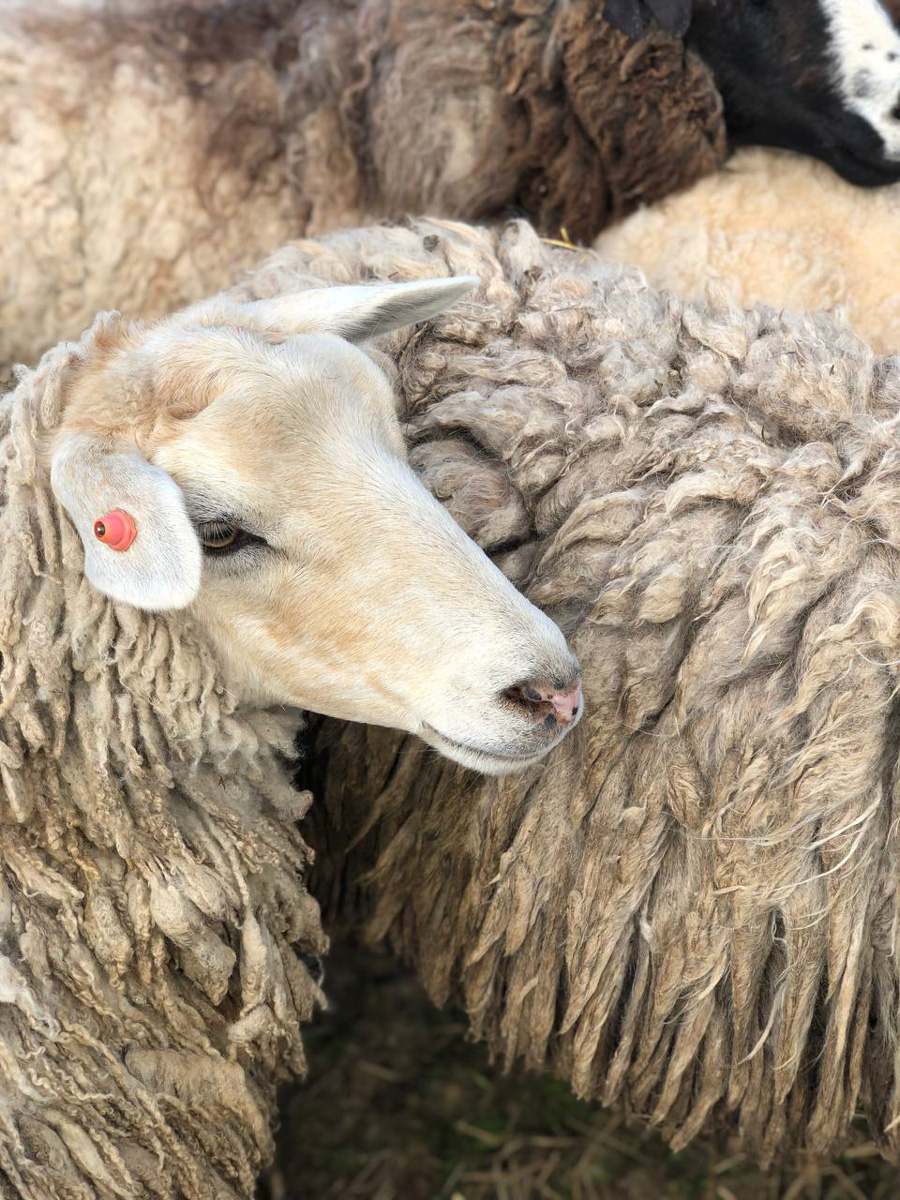 Событийный туризм год от года становится все более привлекательным. А те, кто всерьез заинтересован его развитием в нашем крае, предлагают необычные проекты для людей, которые выбирают нетривиальное развлечение и нескучное обучение.