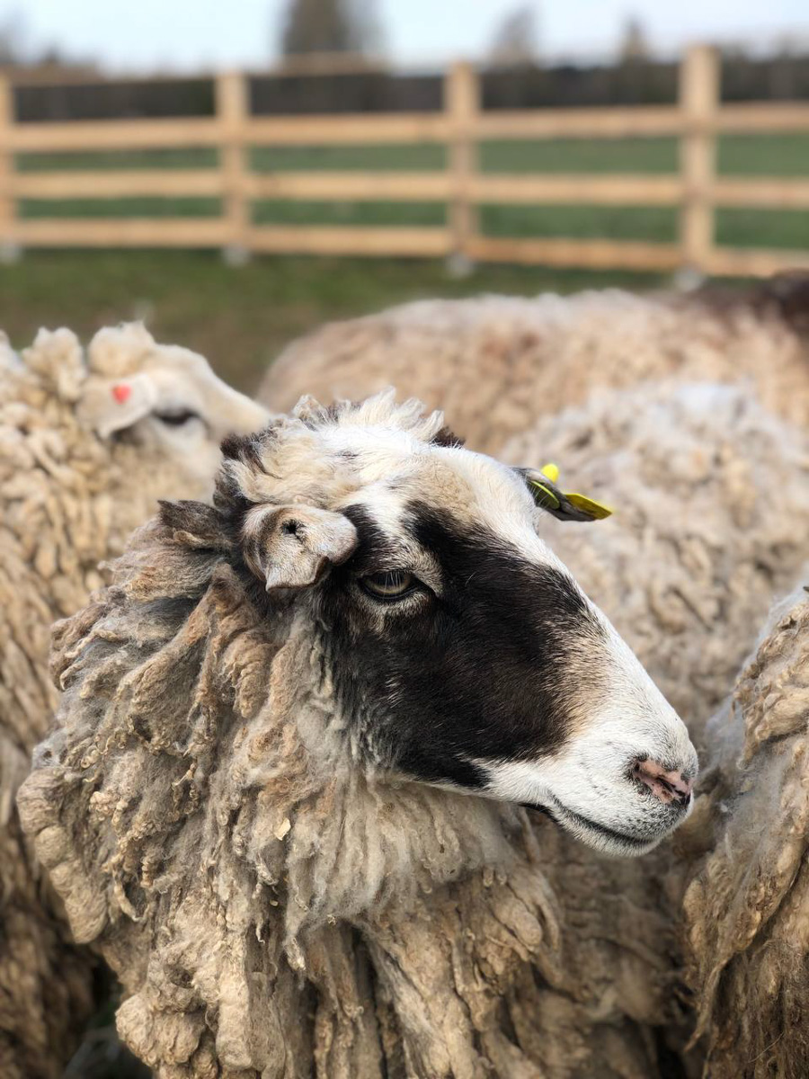 Событийный туризм год от года становится все более привлекательным. А те, кто всерьез заинтересован его развитием в нашем крае, предлагают необычные проекты для людей, которые выбирают нетривиальное развлечение и нескучное обучение.