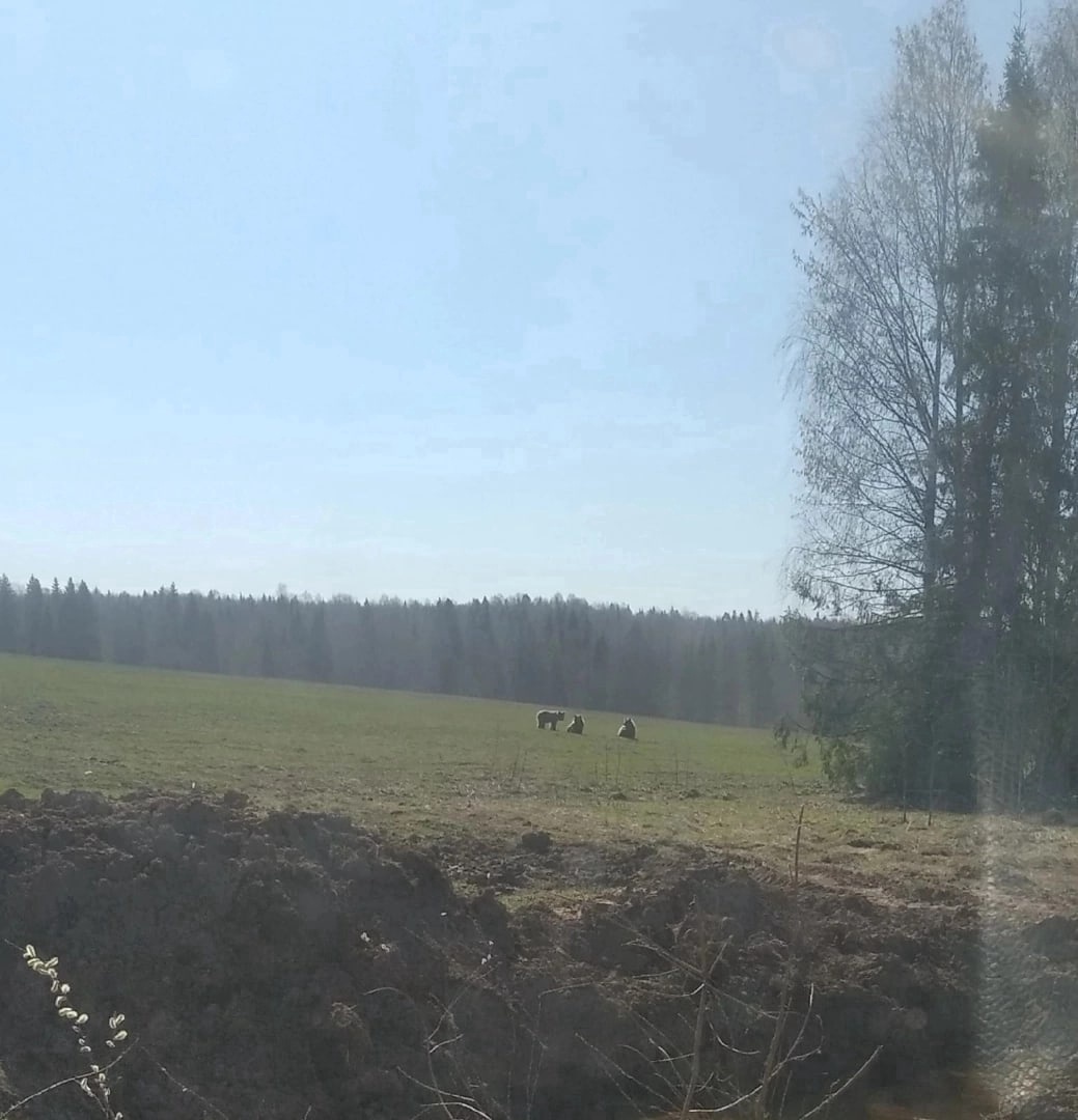 Фотография сразу трех медведей, которые якобы были замечены на территории Владимирской области, появилась в социальных сетях. Специалисты называют это событие уникальным. Хищник внесен в региональную Красную книгу. Но все чаще попадает в объектив. А вот лисы уже не стесняются и выходят к людям.