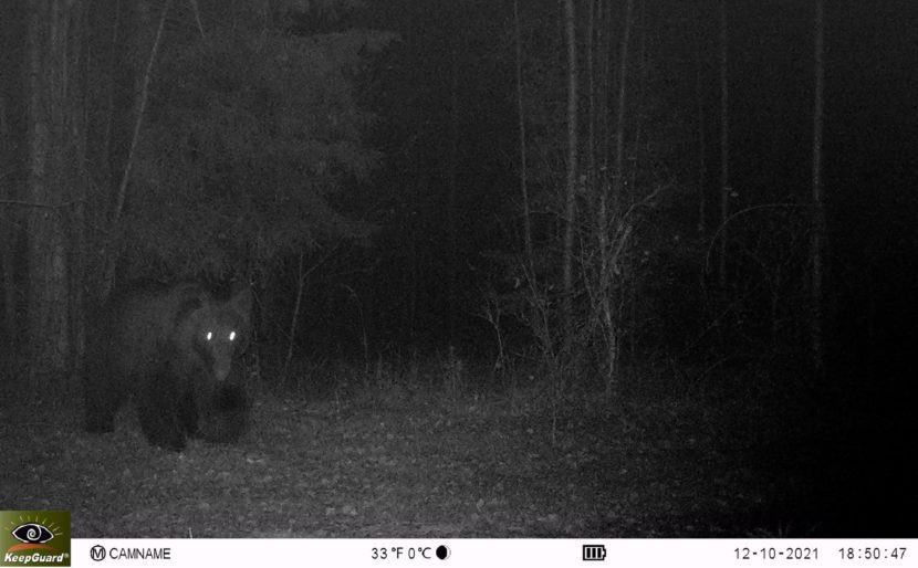 Фотография сразу трех медведей, которые якобы были замечены на территории Владимирской области, появилась в социальных сетях. Специалисты называют это событие уникальным. Хищник внесен в региональную Красную книгу. Но все чаще попадает в объектив. А вот лисы уже не стесняются и выходят к людям.