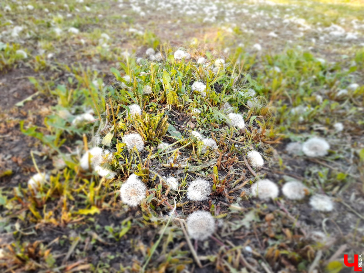 В топе выходных – буквально заснеженные поля и луга. Жители Владимирской области делятся красивыми снимками и видео с одуванчиками и пухом с деревьев. Белое покрывало смотрится очень контрастно на фоне зеленой травы. Оцените сами!